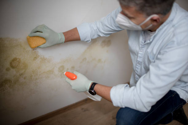 Best Certified Mold Removal  in Glenmont, MD