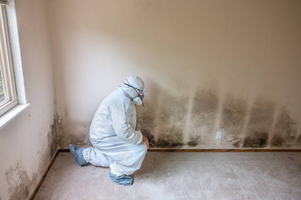 Best Mold Removal and Inspection  in Glenmont, MD