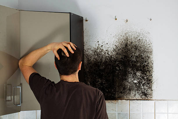 Best Emergency Mold Removal  in Glenmont, MD
