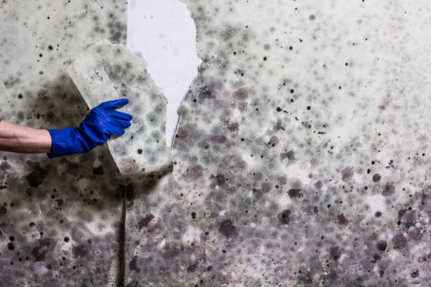 Best Mold Testing  in Glenmont, MD